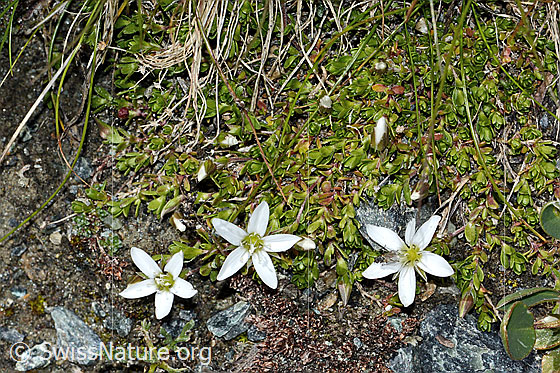 Foto: Bewimpertes Sandkraut (Arenaria ciliata). Ganze Pflanze (Habitus)