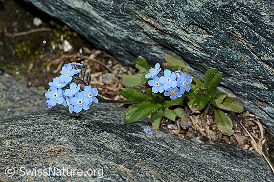 Foto: Alpen-Vergissmeinnicht (Myosotis alpestris). Ganze Pflanze (Habitus).