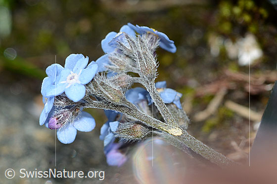 Foto: Alpen-Vergissmeinnicht (Myosotis alpestris). Blüten, Kelche und Stängel. Ansicht von seitlich unten.
