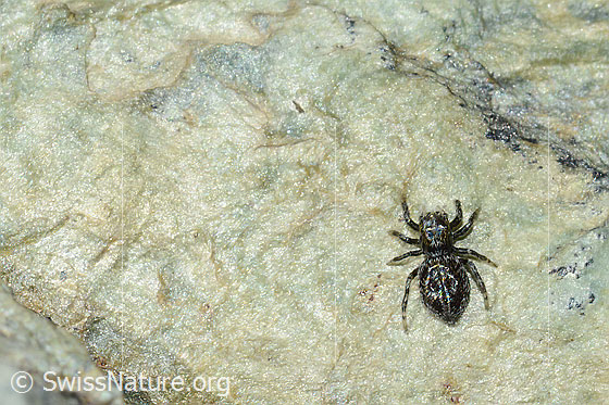 Foto: Wahrscheinlich Attulus longipes (Springspinne). Weibchen. Länge: 5mm.. Ansicht von oben.