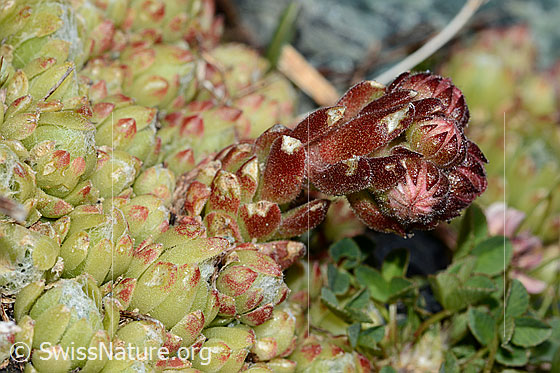 Foto: Spinnweb-Hauswurz (Sempervivum arachnoideum). Blattrosetten, Stängel und geschlossene Blüten.