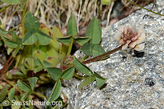 Foto: Bleicher Klee (Trifolium pallescens). Ganze Pflanze (Habitus).