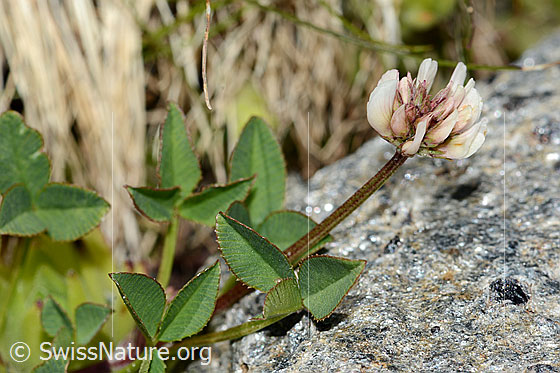 Foto: Bleicher Klee (Trifolium pallescens). Blätter, Stängel und Blüte. Ansicht von der Seite.