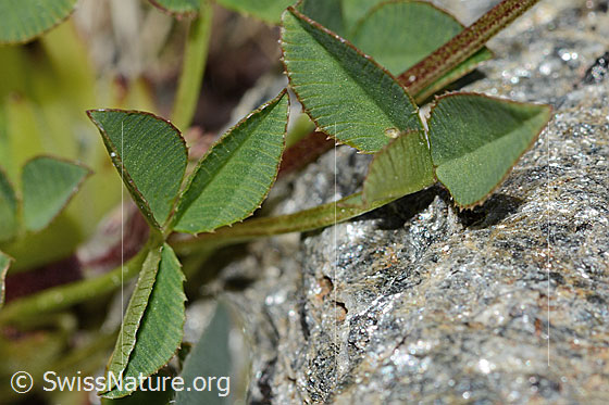 Foto: Bleicher Klee (Trifolium pallescens). Stängel und Blätter. Blattoberseite.