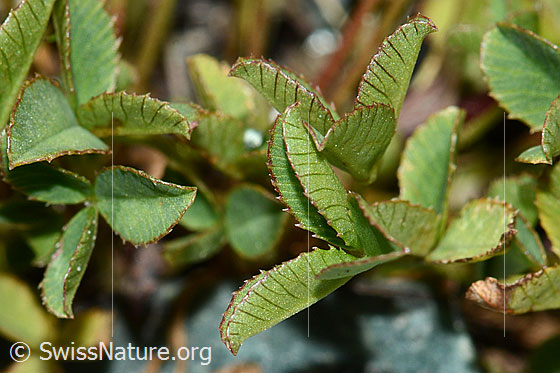 Foto: Bleicher Klee (Trifolium pallescens). Blätter. Blattunterseite.