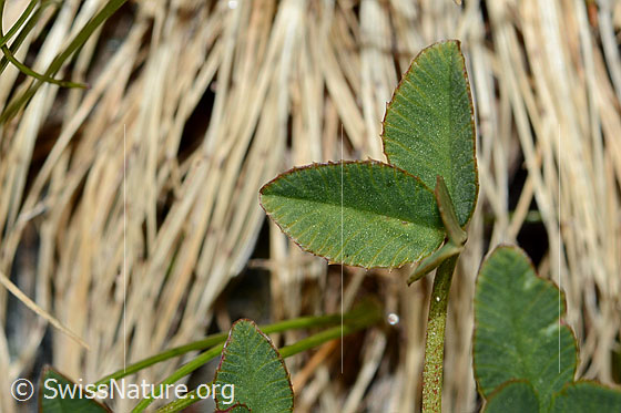 Foto: Bleicher Klee (Trifolium pallescens). Blattoberseite.
