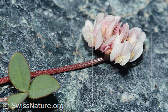 Foto: Bleicher Klee (Trifolium pallescens). Blätter, Stängel und Blüte. Ansicht von der Seite.