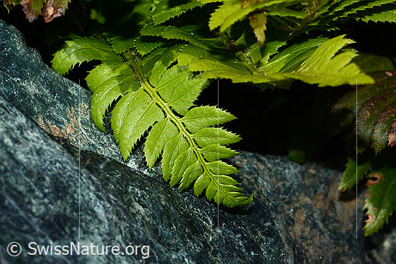 Foto: Lanzenfarn (Polystichum lonchitis). Blätter. Anicht von oben.