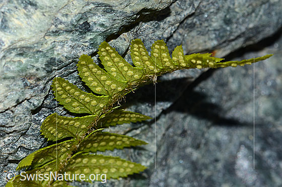 Foto: Lanzenfarn (Polystichum lonchitis). Blätter und Sori. Ansicht von seitlich unten.