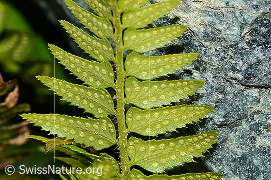Foto: Lanzenfarn (Polystichum lonchitis). Blätter, Sori und Stiel. Ansicht von unten.