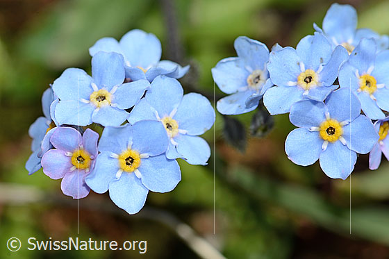 Foto: Alpen-Vergissmeinnicht (Myosotis alpestris). Blüten. Ansicht von oben.