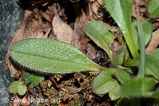 Foto: Alpen-Vergissmeinnicht (Myosotis alpestris). Blatt. Blattoberseite.