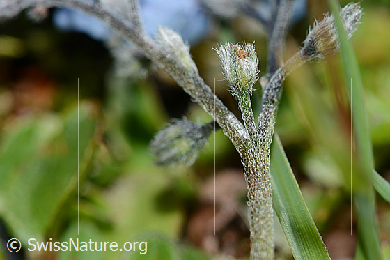 Foto: Alpen-Vergissmeinnicht (Myosotis alpestris). Stängel und Knospen.