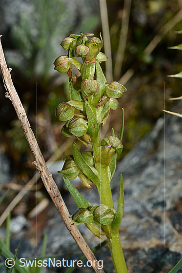 Foto: Grüne Hohlzunge (Coeloglossum viride). Blütenstand und Stängel.