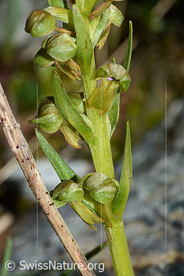 Photo: Coeloglossum viride. Blossoms and stem.