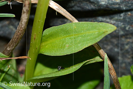 Foto: Grüne Hohlzunge (Coeloglossum viride). Stängel und Blätter. Blattoberseite.