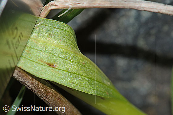 Foto: Grüne Hohlzunge (Coeloglossum viride). Blattunterseite.