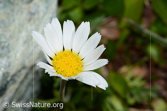 Foto: Gewöhnliche Alpenmargerite (Leucanthemopsis alpina). Blüte.