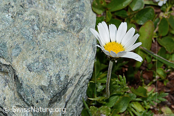 Foto: Gewöhnliche Alpenmargerite (Leucanthemopsis alpina). Blüte und Stängel. Ansicht von schräg oben.
