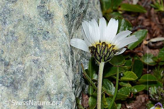 Foto: Gewöhnliche Alpenmargerite (Leucanthemopsis alpina). Stängel, Kelch und Blüte. Ansicht von schräg unten.
