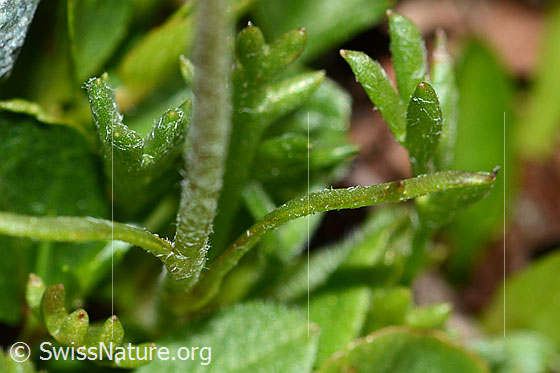 Foto: Gewöhnliche Alpenmargerite (Leucanthemopsis alpina). Stängel und Stängelblätter.