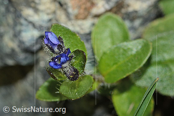 Foto: Alpen-Ehrenpreis (Veronica alpina). Blüten. Noch nicht ganz geöffnet. Ansicht von oben.