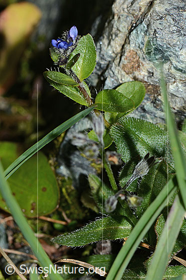 Foto: Alpen-Ehrenpreis (Veronica alpina). Ganze Pflanze (Habitus).