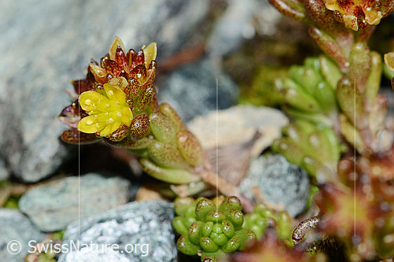 Foto: Alpen-Mauerpfeffer (Sedum alpestre). Blüte und Stängel.