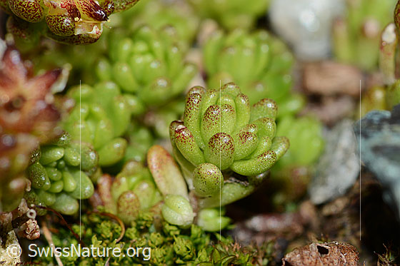 Photo: Sedum alpestre. Leaf rosette.