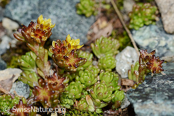 Foto: Alpen-Mauerpfeffer (Sedum alpestre). Ganze Pflanze (Habitus).