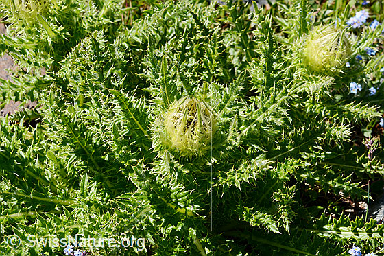 Photo: Cirsium spinosissimum. Whole plant (habiti).