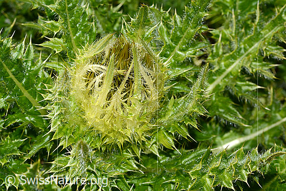 Photo: Cirsium spinosissimum. Blossom.