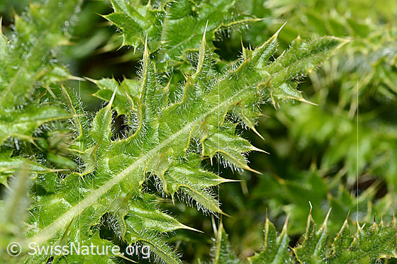 Photo: Cirsium spinosissimum. Leaf.