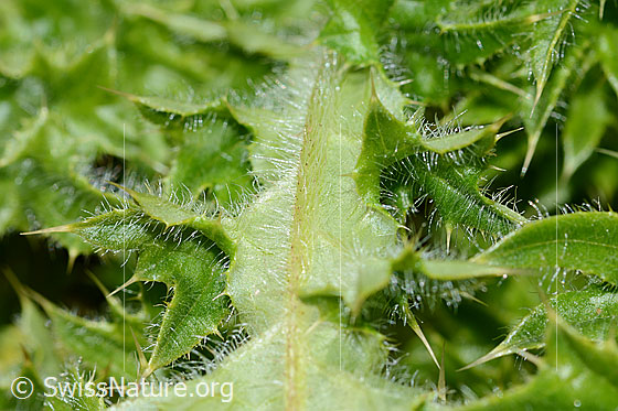 Photo: Cirsium spinosissimum. Hairy leaf vein.