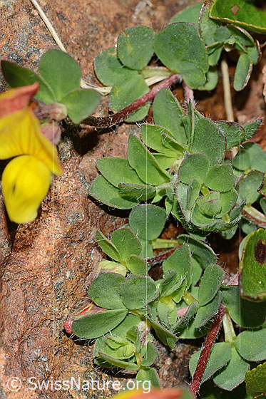 Photo: Lotus alpinus. Leaves.