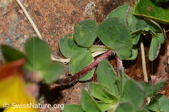 Foto: Alpen-Hornklee (Lotus alpinus). Stängel und Blätter.