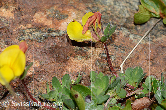 Foto: Alpen-Hornklee (Lotus alpinus). Blüte und Stängel. Ansicht von der Seite.