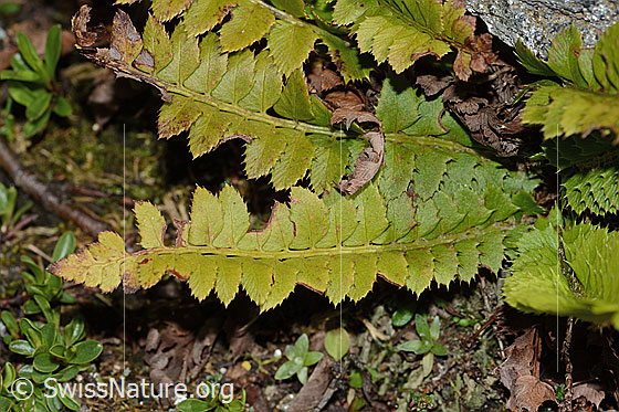 Photo: Polystichum lonchitis. Leaves. View from above.