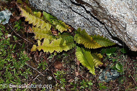 Foto: Lanzenfarn (Polystichum lonchitis). Ganze Pflanze (Habitus).