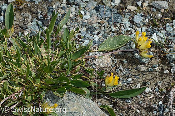 Photo: Anthyllis vulneraria ssp. Alpestris. Whole plant (habiti).