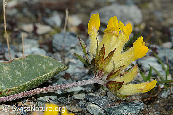 Photo: Anthyllis vulneraria ssp. Alpestris. Blossom.