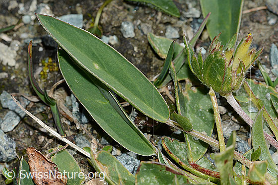 Foto: Alpen-Wundklee (Anthyllis vulneraria ssp. alpestris). Blätter. Blattoberseite.