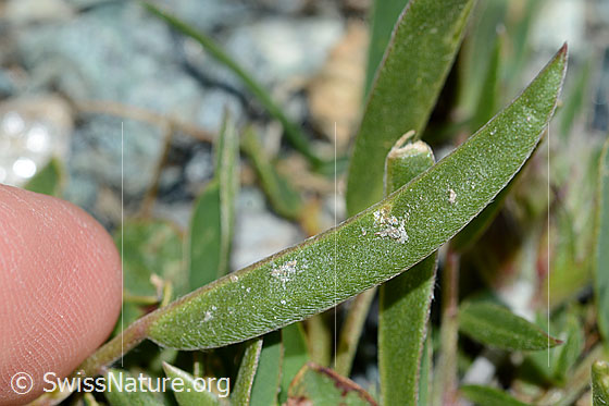 Foto: Alpen-Wundklee (Anthyllis vulneraria ssp. alpestris). Blattunterseite.