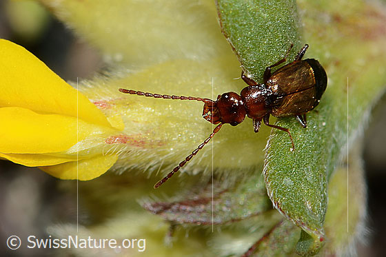 Laufkäferartiger Kurzflügler (Anthophagus caraboides) auf Alpen-Wundklee (Anthyllis vulneraria ssp. alpestris)