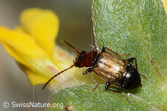 Photo: Anthophagus caraboides on Anthyllis vulneraria ssp. Alpestris. Length 5mm. View from above.