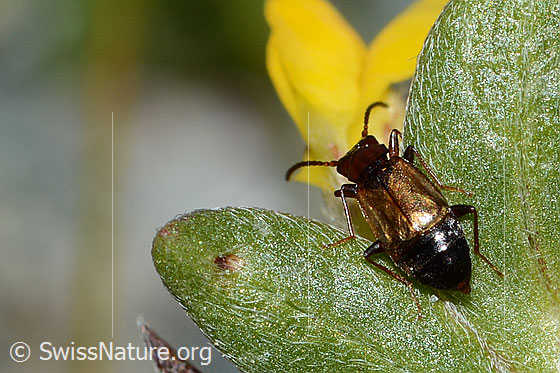 Photo: Anthophagus caraboides on Anthyllis vulneraria ssp. Alpestris. Length 5mm. View from behind oben.