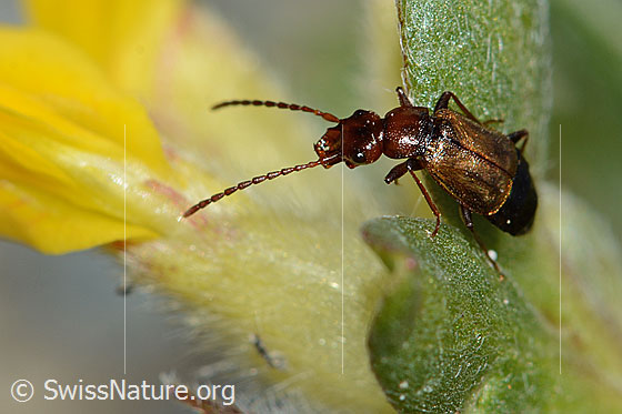 Foto: Laufkäferartiger Kurzflügler (Anthophagus caraboides) auf Alpen-Wundklee (Anthyllis vulneraria ssp. alpestris). Länge 5mm. Wird auch Laufkäferartiger Blütenräuber genannt. Ansicht von der Seite.