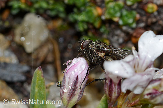 Photo: Helina reversio on Gypsophila repens. Length 7mm. Male. View from the side.