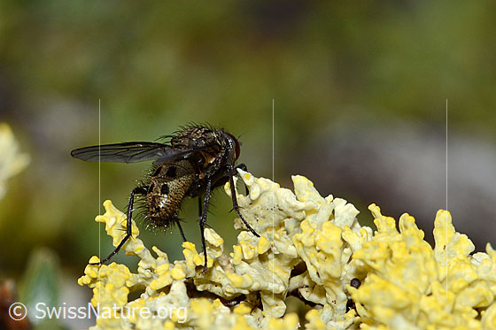 Foto: Helina reversio (Echte Fliege). Länge 7mm. Männchen. Ansicht von hinten.