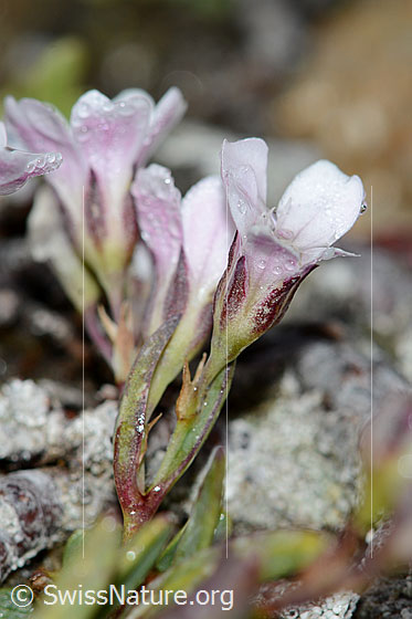 Photo: Gypsophila repens. Blossoms and stem. View from the side.